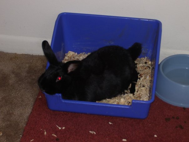 Hershey.jpg