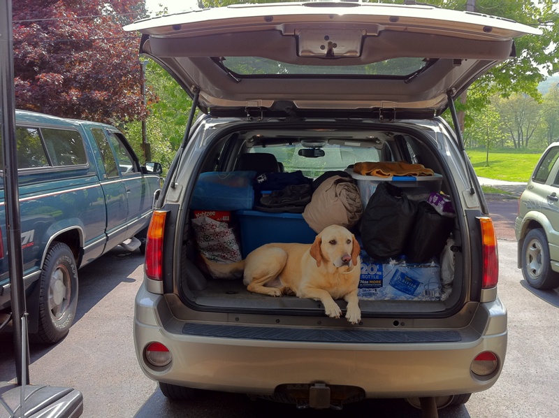 dogs2.jpg