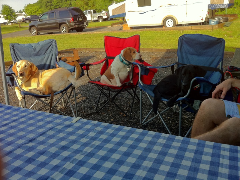 dogs.jpg