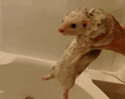 1362623902129.gif