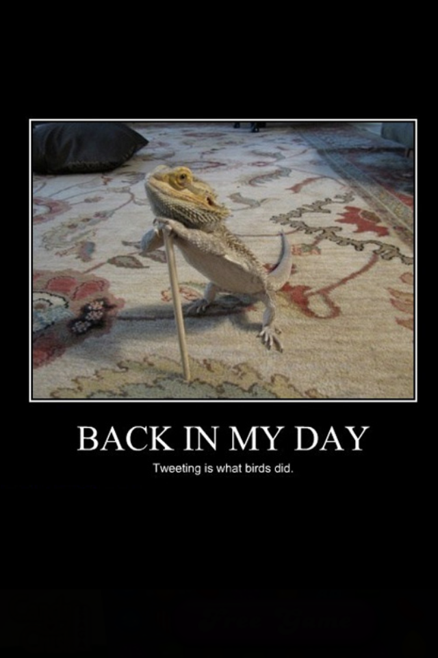 beardeddragons.png